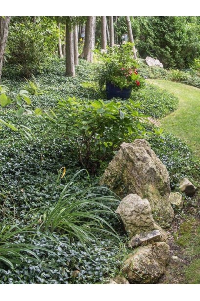 Барвинок малый обыкновенный